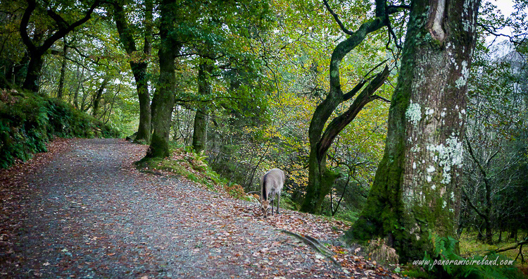 Sika deer on the path at Glendalough