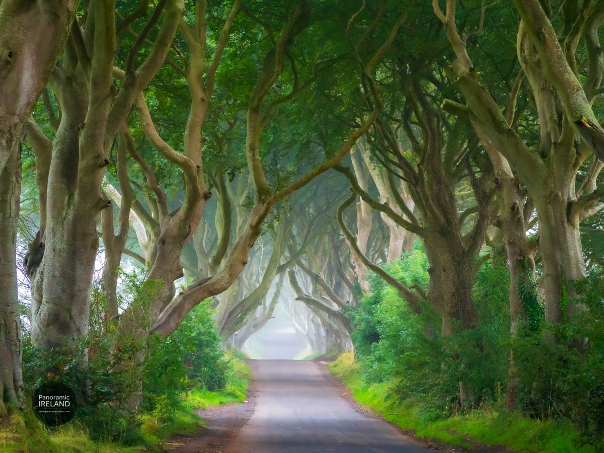 The Dark Hedges, Six Trees to be Removed November 2023