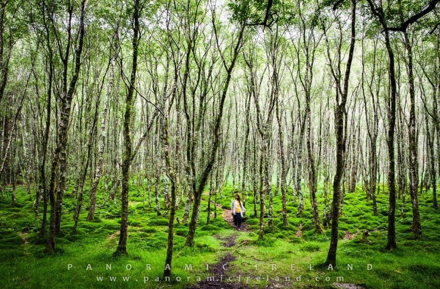 As she moved through the woods, Movement in Landscape Photography