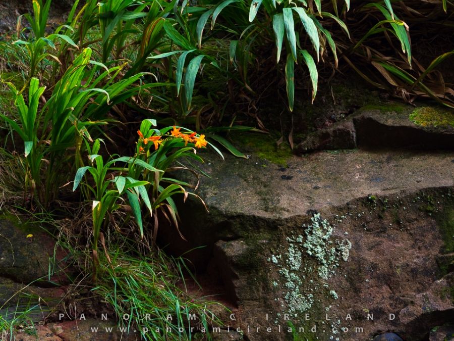 Montbretia on Old Red Sandstone