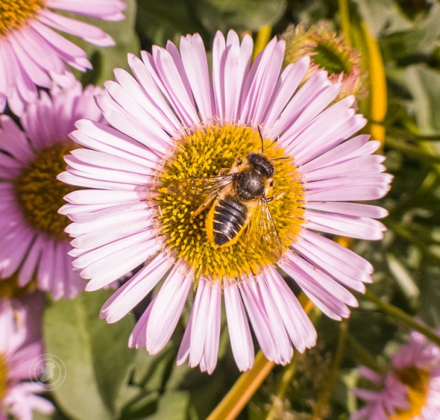 Leafcutter Bees, Ireland