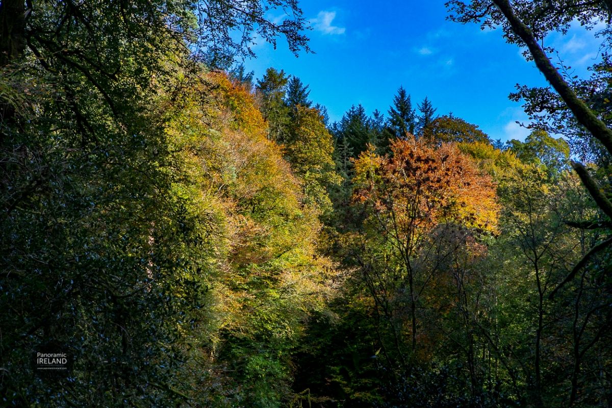 Autumn Colour in Ireland