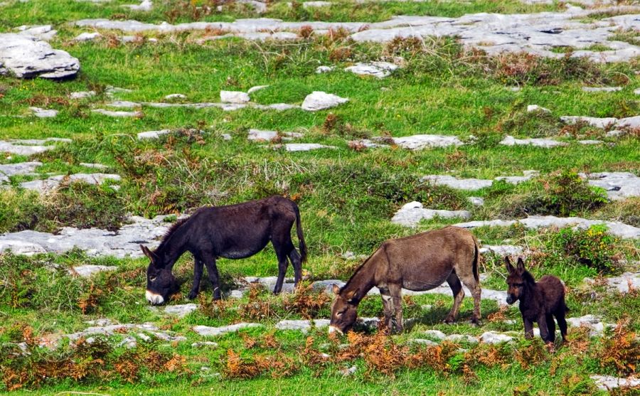Donkeys in the Burren, Ireland