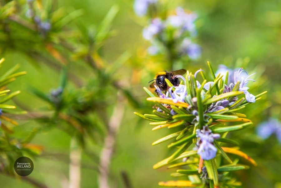 Bumblebee Bombus lucorum on Rosemary Flowers