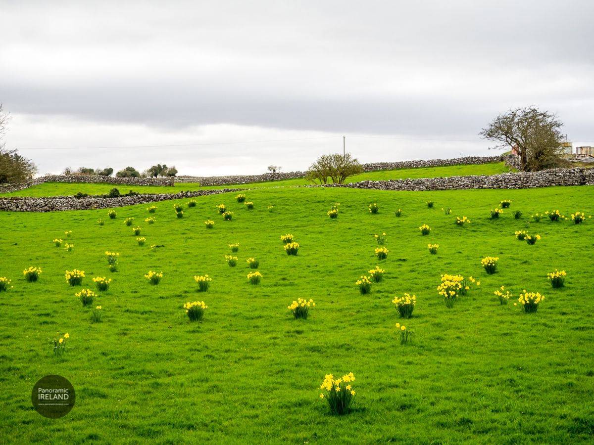 Bunches of Daffodils and Stone Walls in Ireland