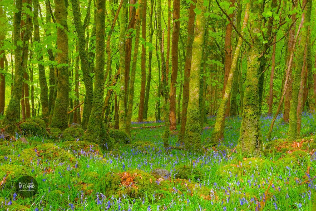May is the Month for Bluebells, Bealtaine Festival - Arts and Creativity