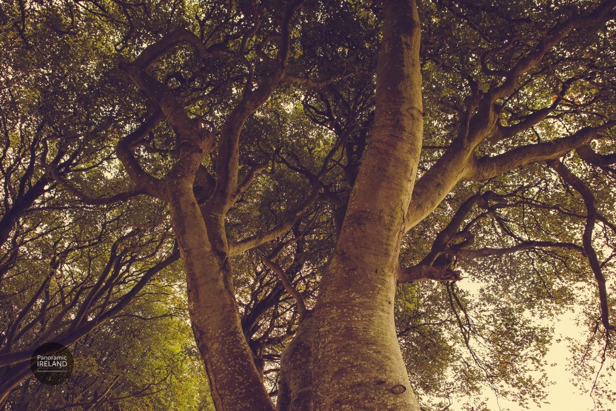 Into the Canopy, Beech Trees at the Dark Hedges
