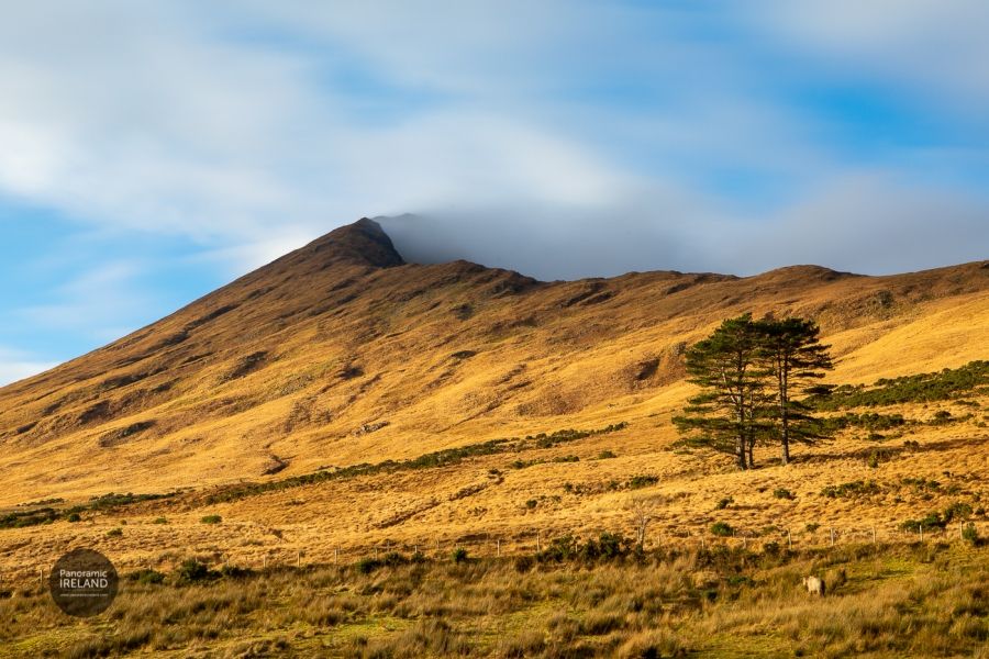 No Snow in Ireland Christmas 2019