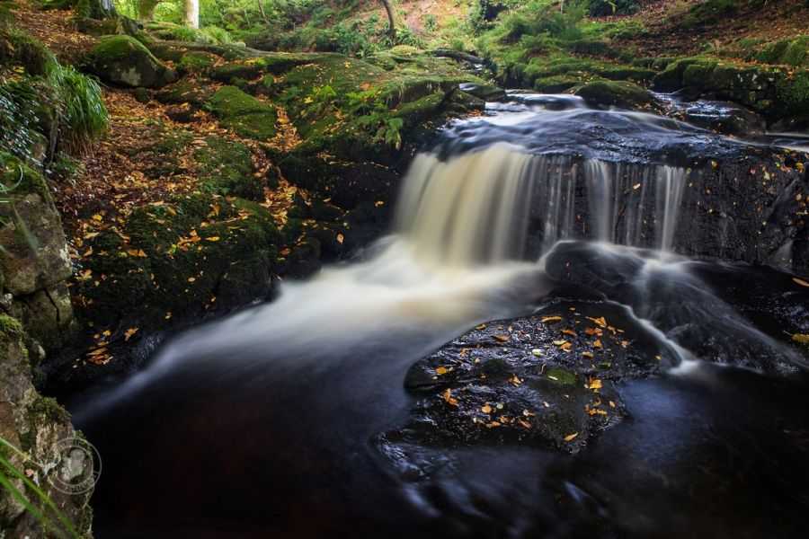 Autumn Woodland Stream, Ireland