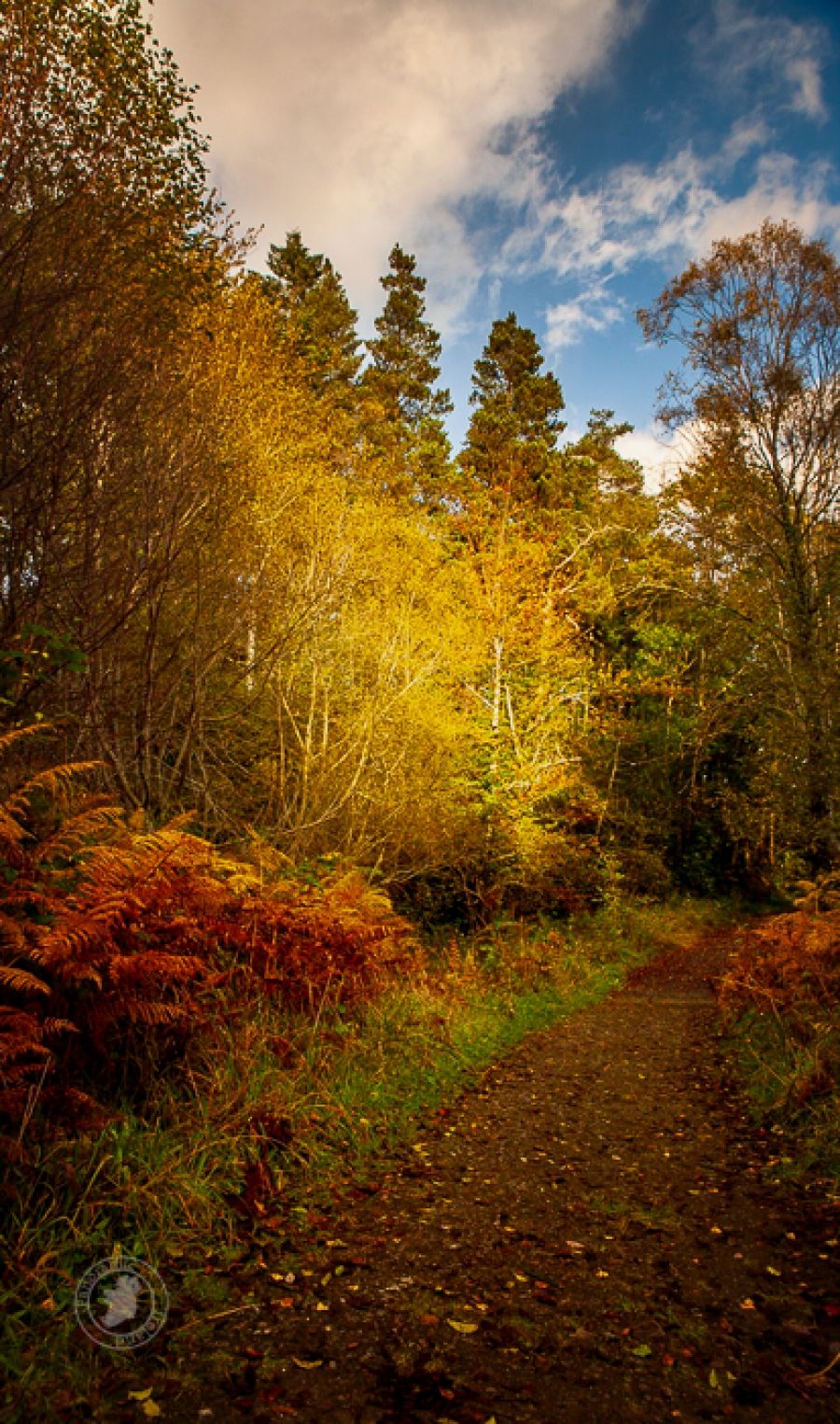 The Autumn Path, Ireland