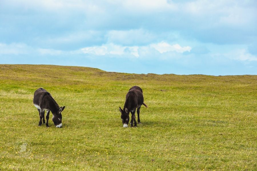 Two Donkeys in the West of Ireland