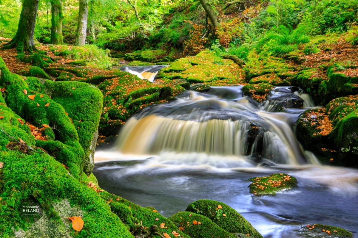 Green Moss, Red Leaves in October - An Irish Woodland Stream