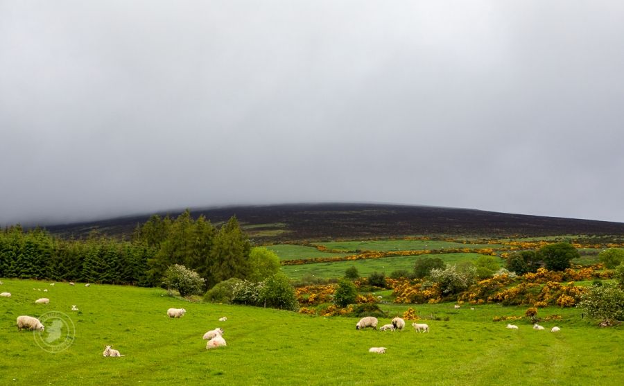 Sheep in the Irish Countryside