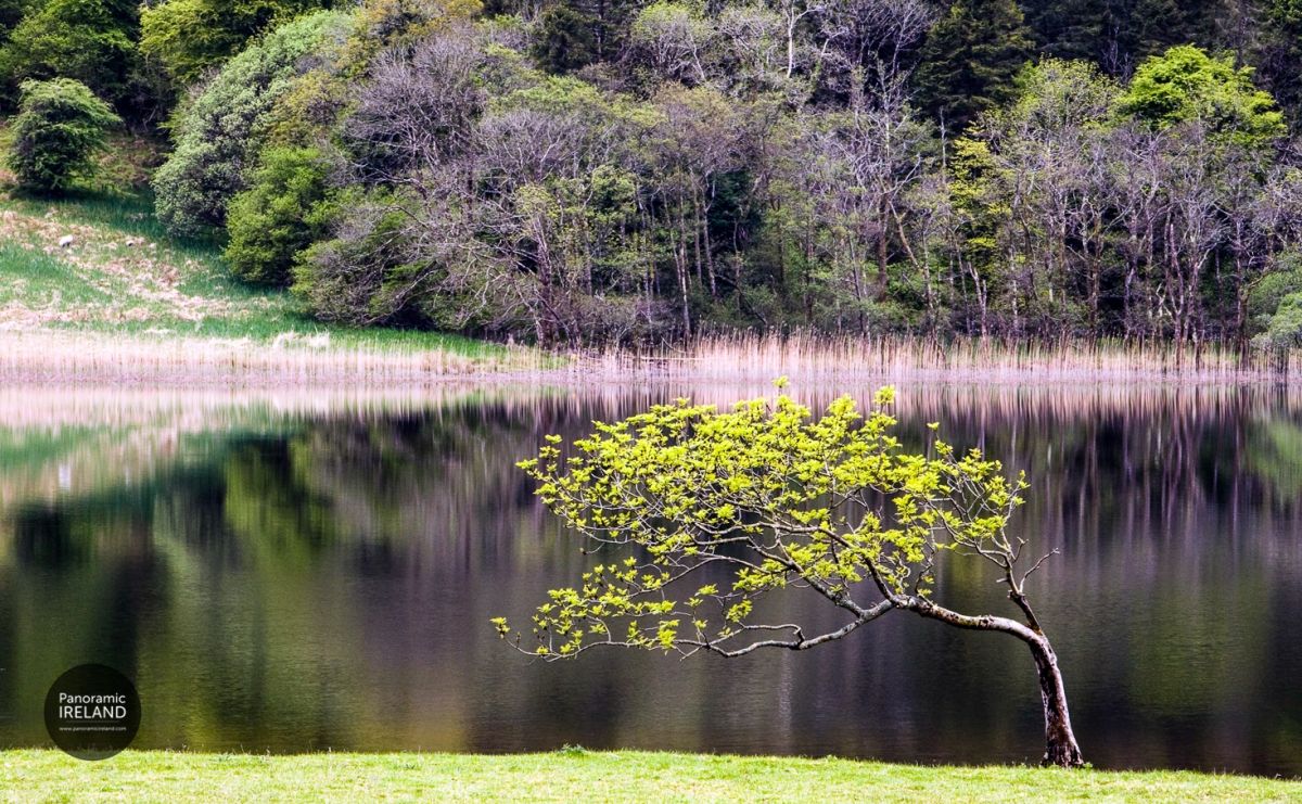 The Lone Windswept Tree - National Tree Week 2021