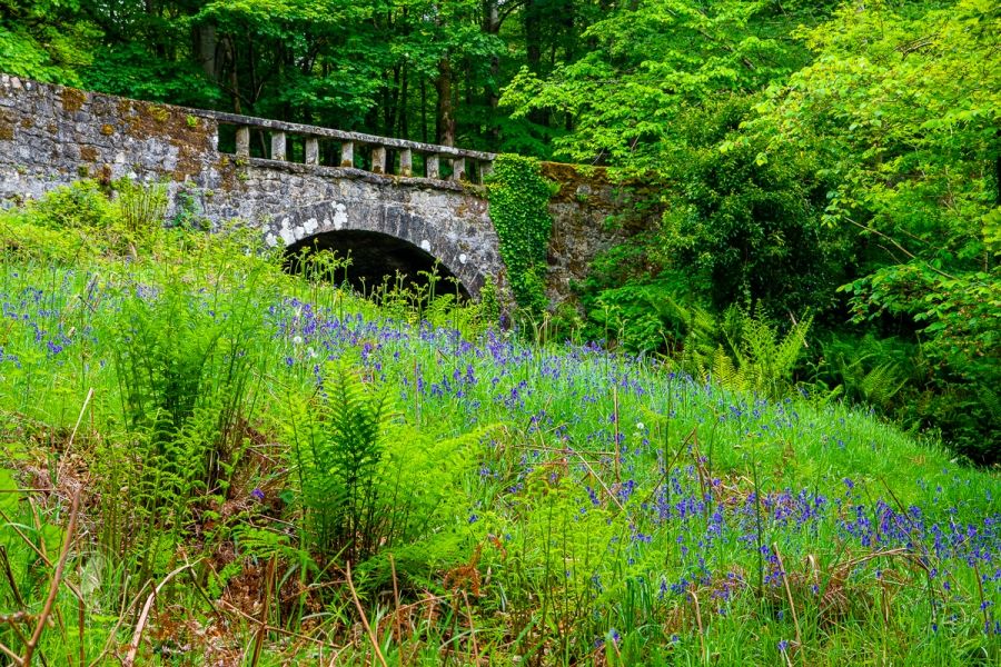 Bluebells and the Bridge