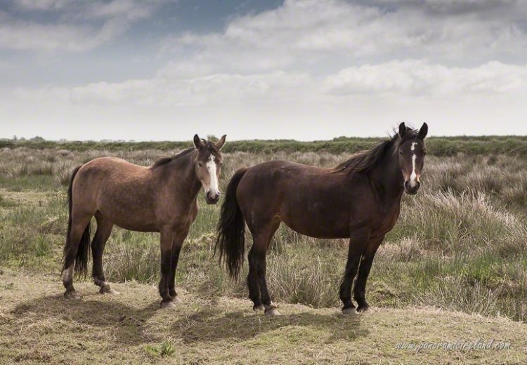 2014, Year of the Horse