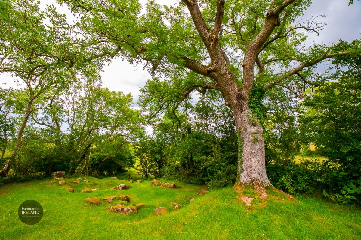 Ash Tree, Ruins of an Old House