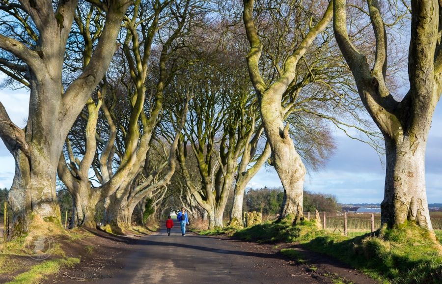 Dark Hedges, Northern Ireland