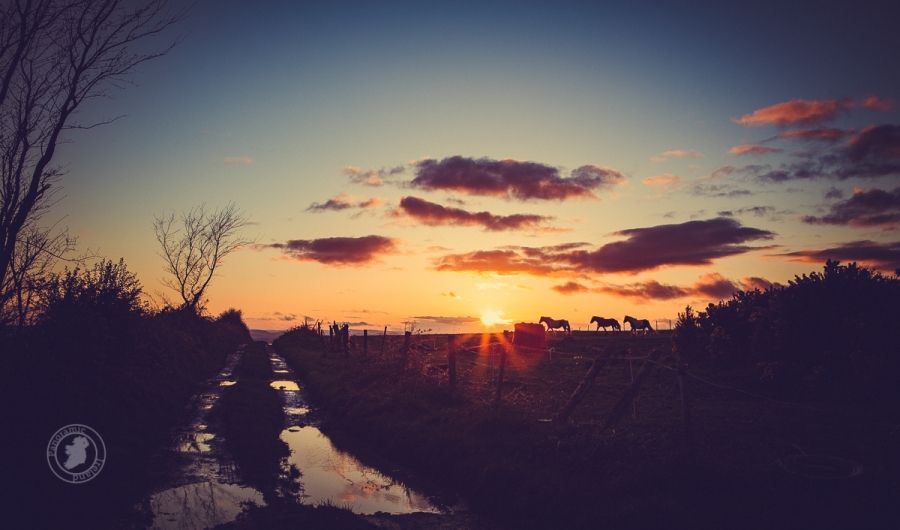 Horses at Sunset, Ireland