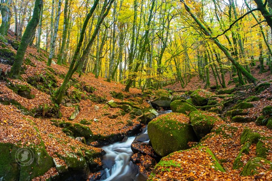 An Irish Woodland in Autumn