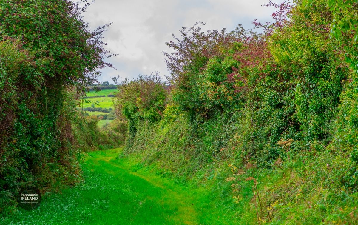 The Green Road, Weaving Through the Irish Landscape