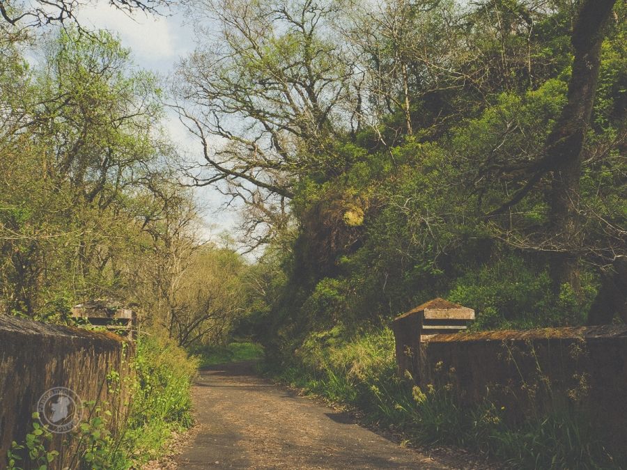 A Walk in the Woods