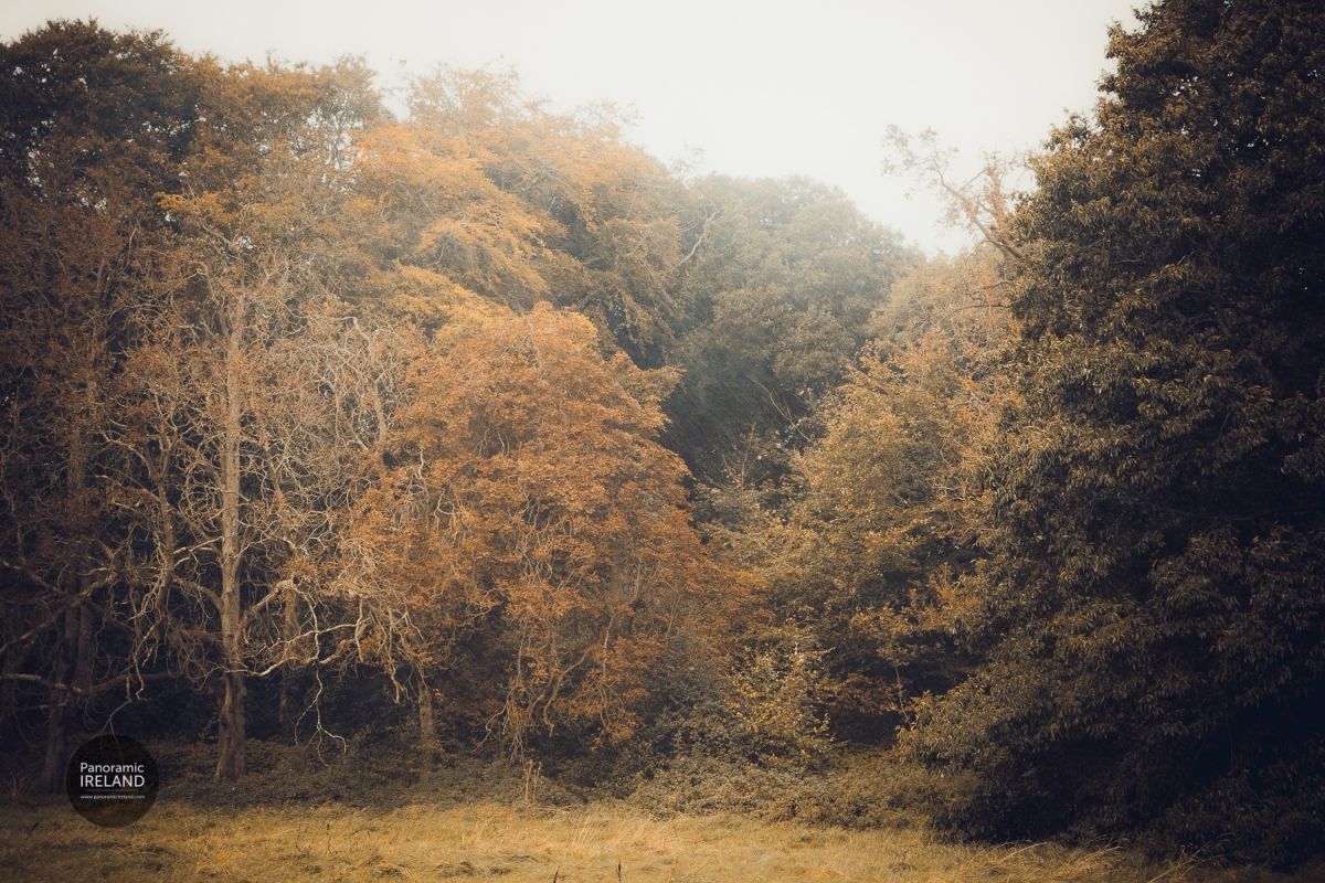 Misty Woodland Corner, October in Ireland