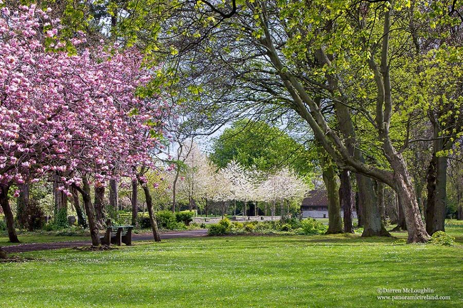 Cherry Blossom Colour in Dublin