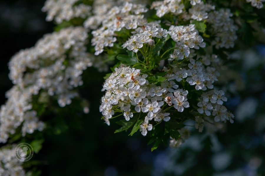 May is the month of Hawthorn