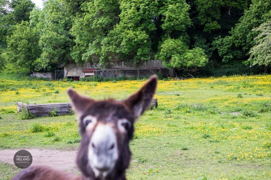 Photobombed by a Donkey in Ireland