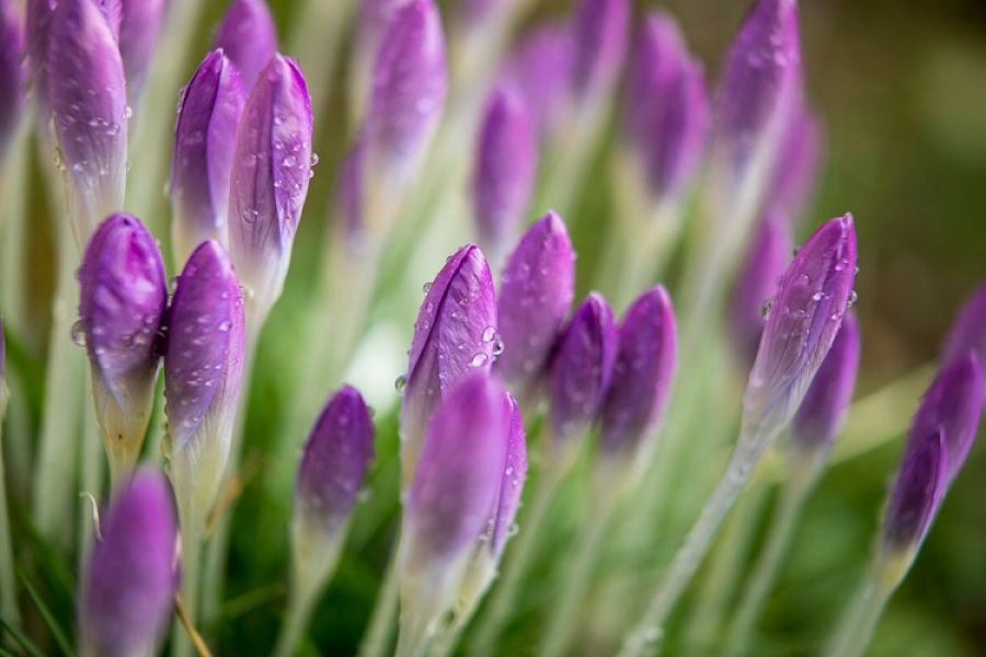 Spring Colour in Winter with Crocus Flowers