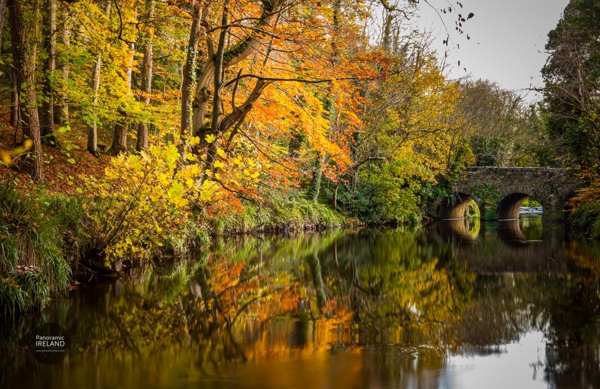 Autumn Woodlands in Ireland
