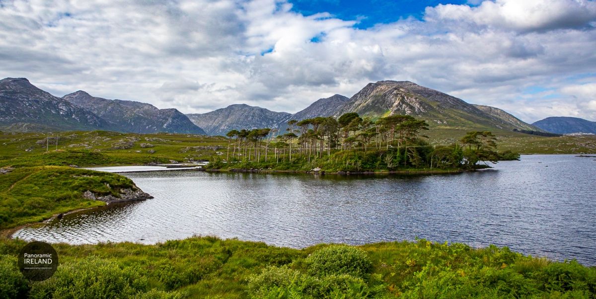 The Mighty Scots Pine, Pine Island Connemara