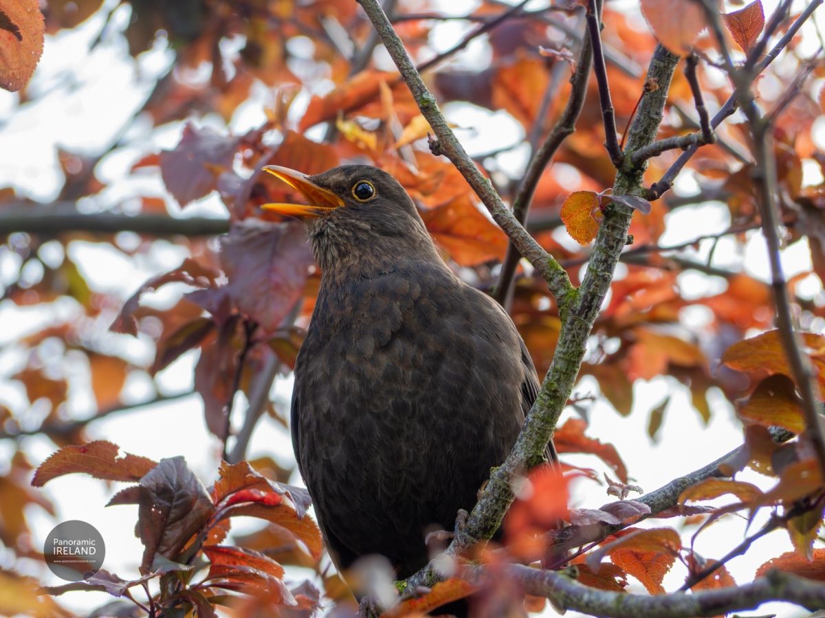 Eurasian Blackbird, Turdus Merula or Lon Dubh Under Threat From Usutu Virus