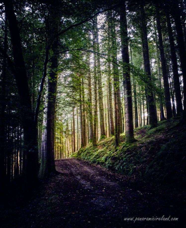 An Irish Forest