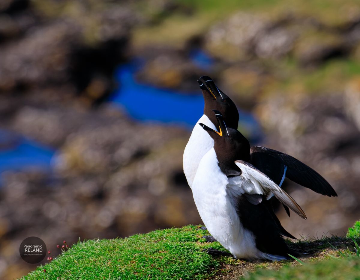 Razorbill Pair, Alca torda, Black, White and Yellow - Isle of Mull, Scotland