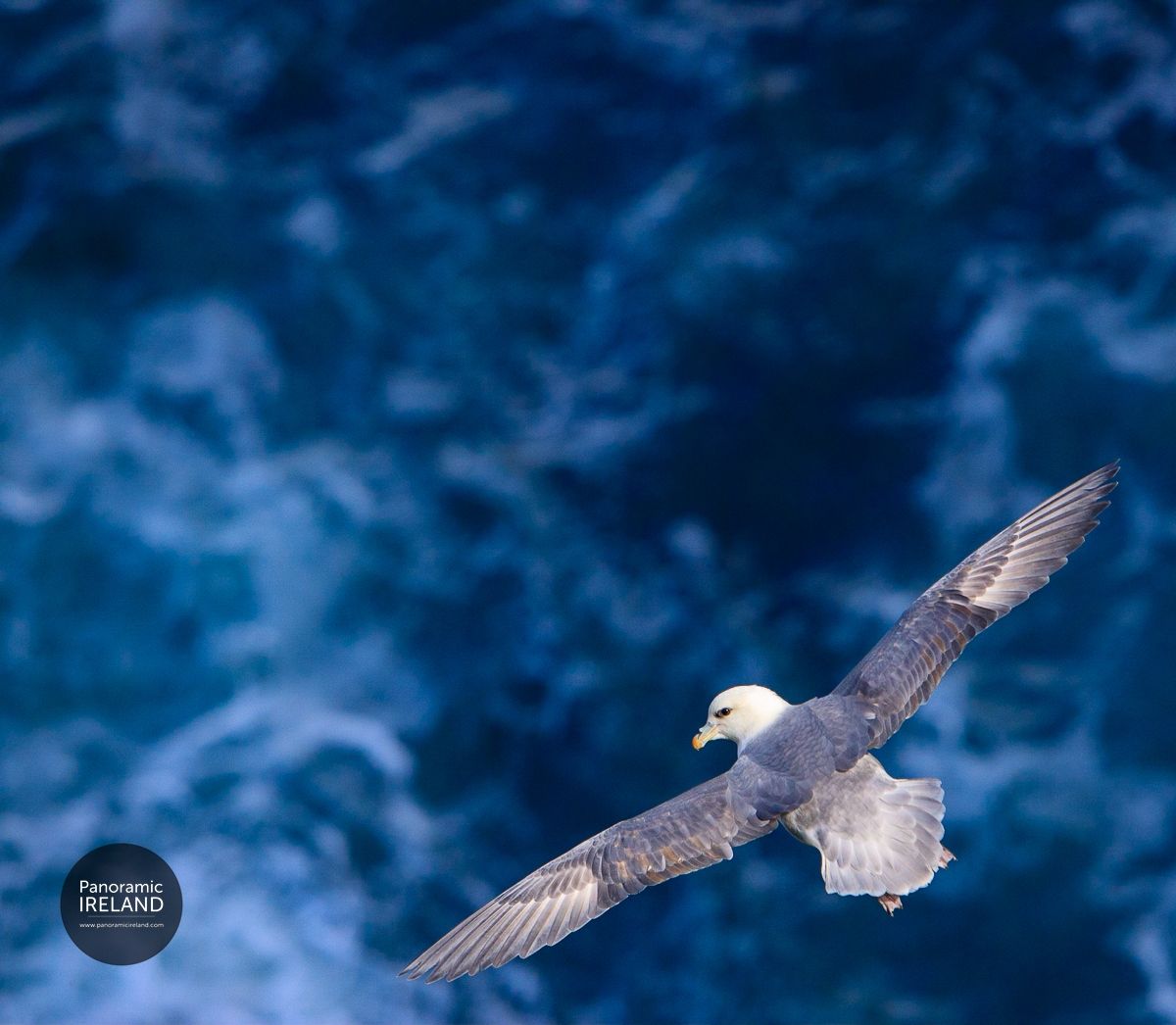 Fantastic Fulmar in Flight, Fulmarus glacialis in Ireland