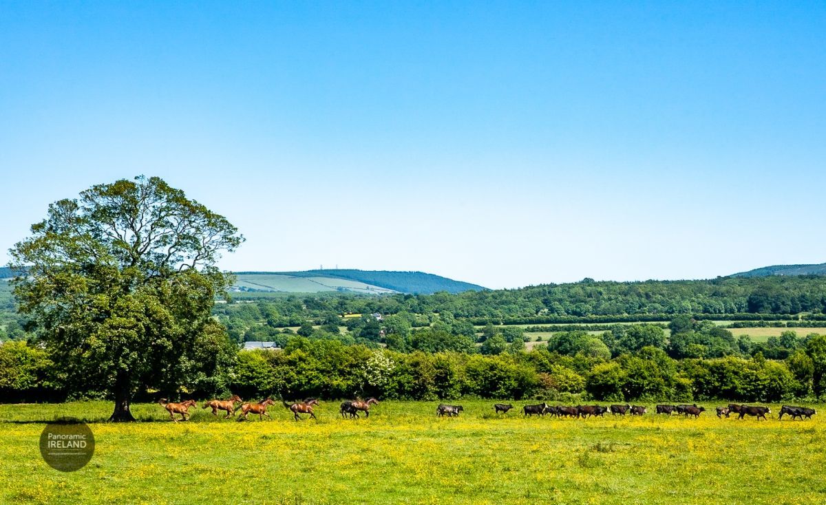 Seeking Shelter - A Hot Day in Kilkenny - Horses vs Cows