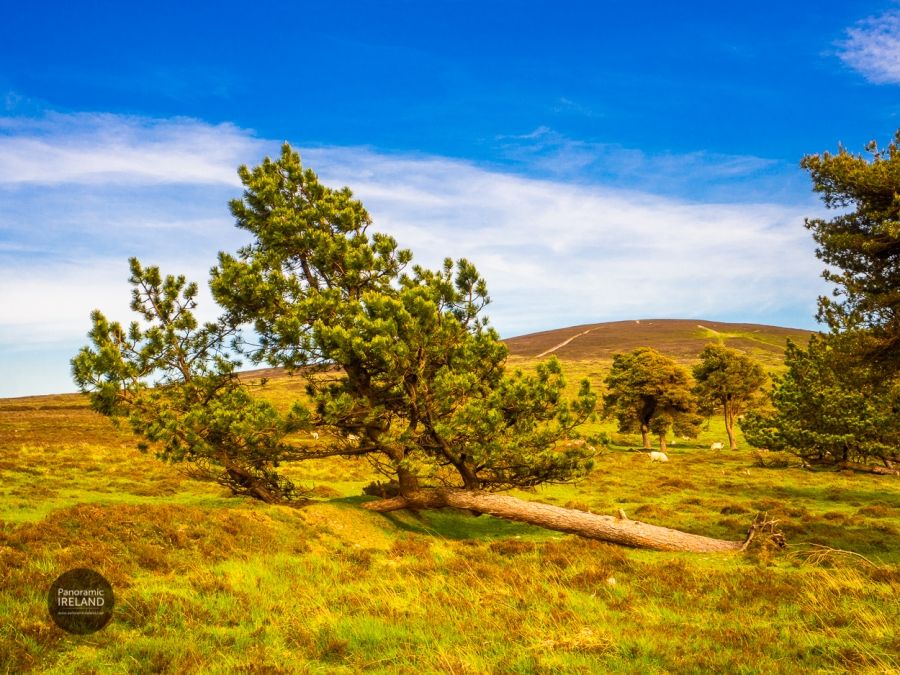 Scots Pine and Sheep in the Mountains of Ireland