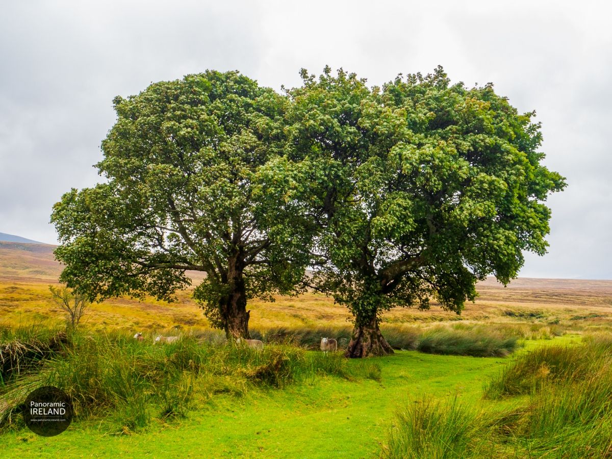 Twin Tree Sheep Shelter, Wicklow, Ireland - National Tree Week 2021