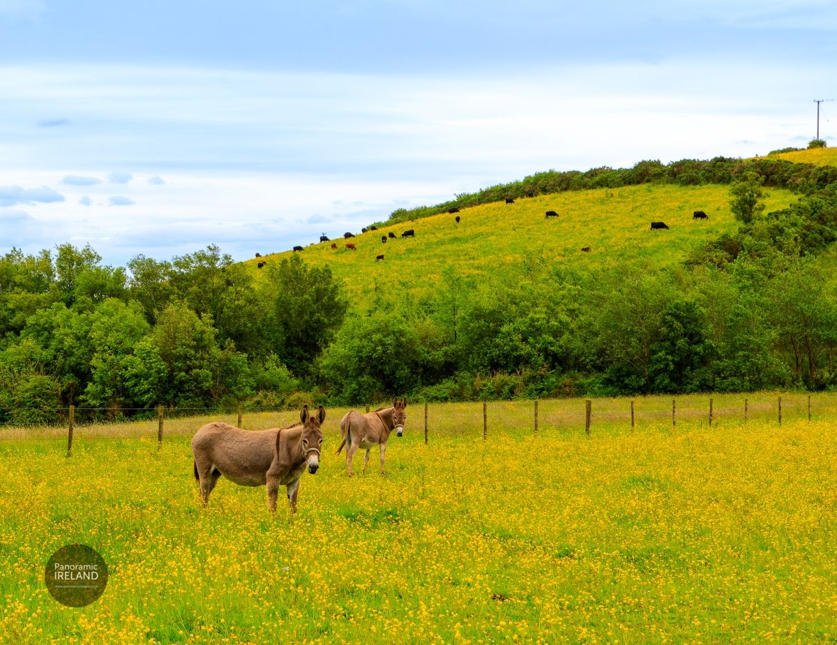 Two Donkeys in an Irish Field