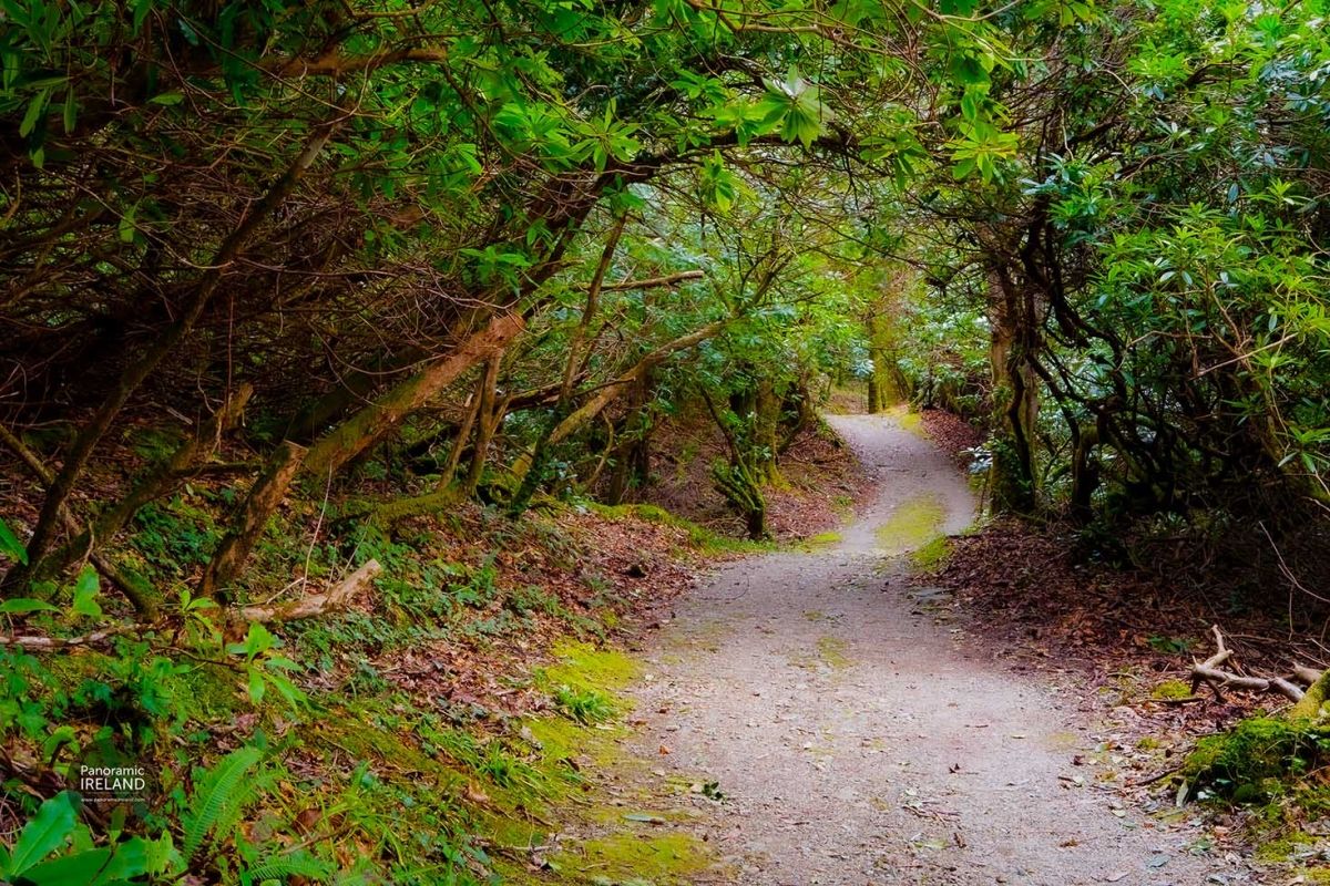 A Path Through the Woods in Spring, Ireland
