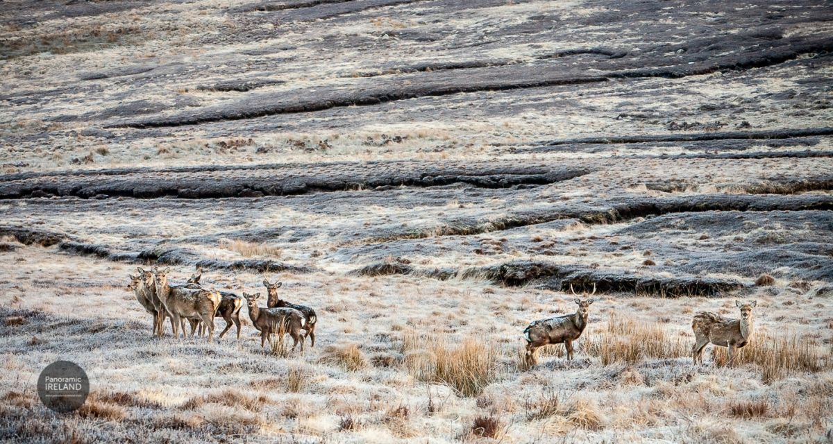 Oh Dear, Frosty in the Wicklow Mountains with Irish Deer