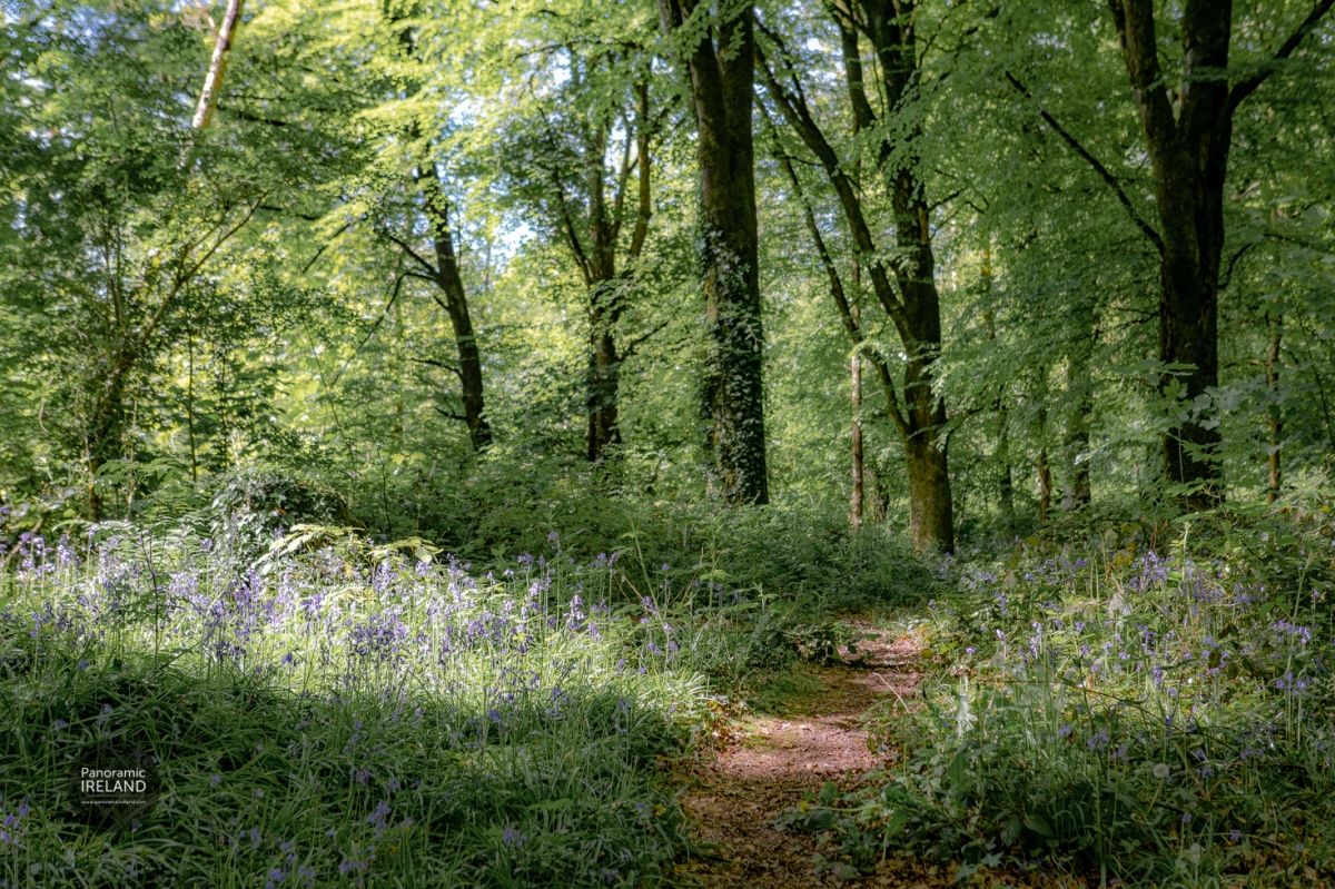 Path Through the Bluebells, Ireland