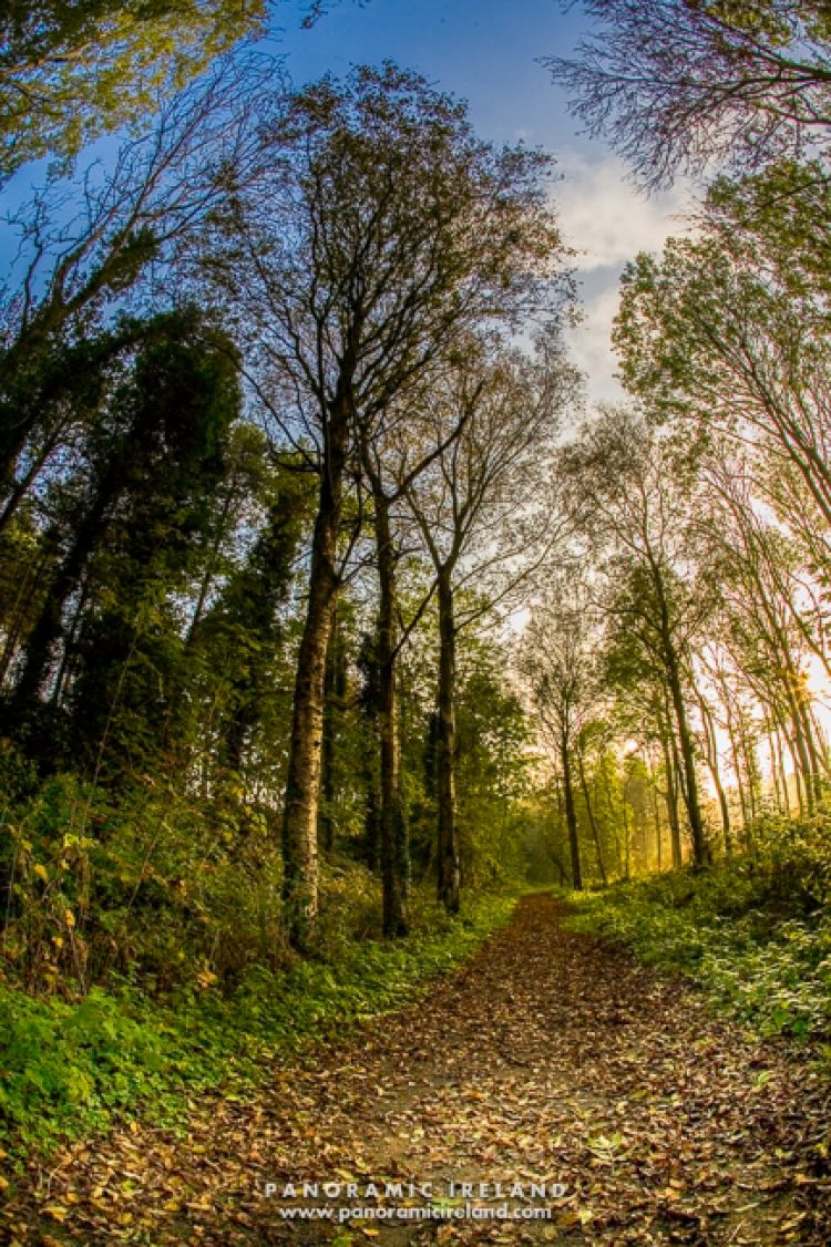 A Woodland Walk