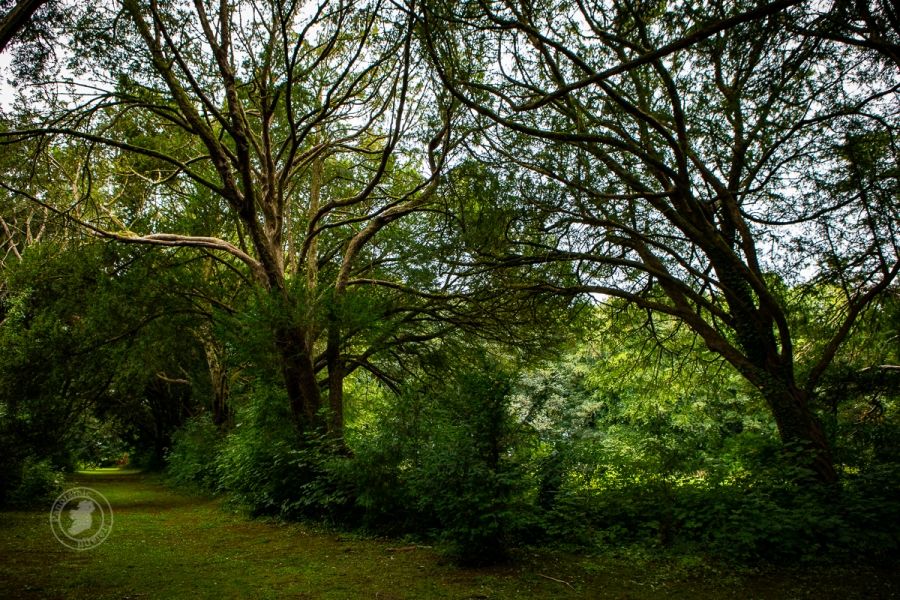 The Green Lanes of Ireland