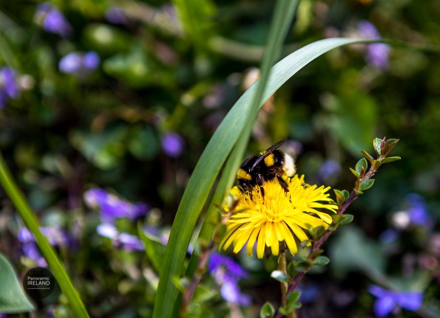 February 1st, Saint Brigid&#039;s Day and First Day of Spring in Ireland