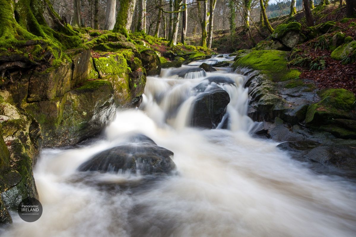 Mosses and Ferns, an Irish Woodland Stream