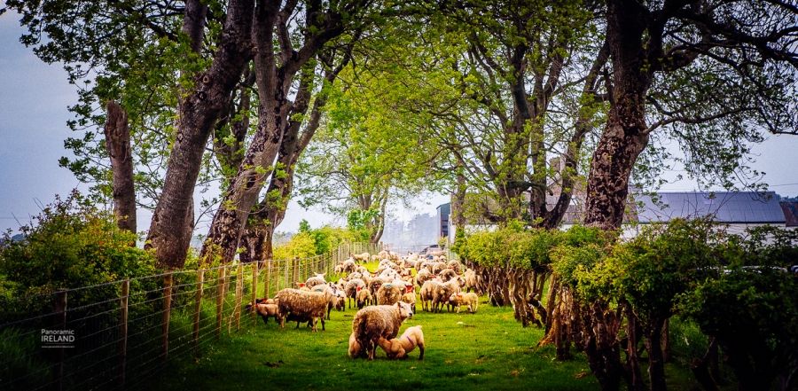 Sheep on Ancient Lane, Ireland