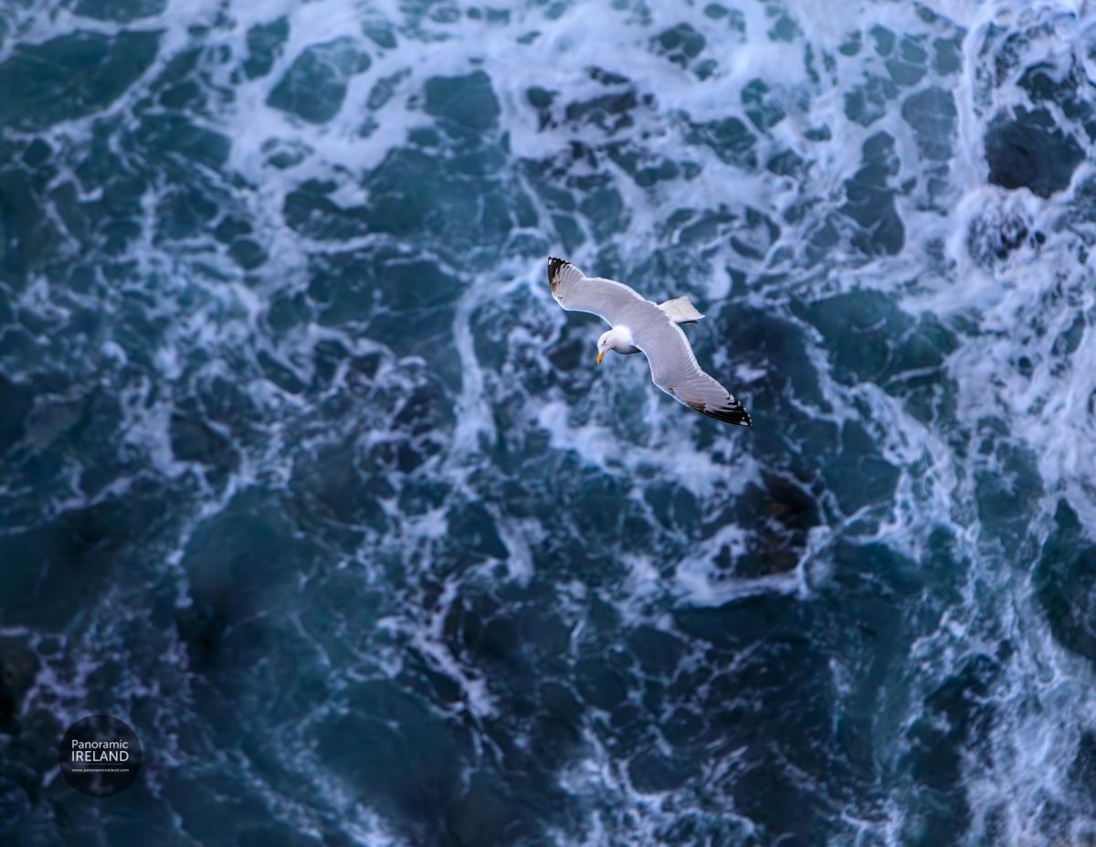 Herring Gull, Larus Argentatus Gliding Over the Stormy Atlantic in Ireland - Faoileán scadán